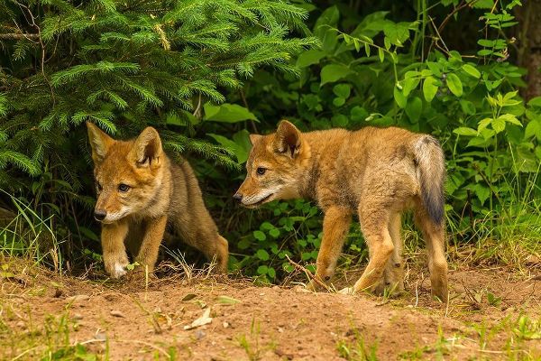 Minnesota-coyote pups at den-captive